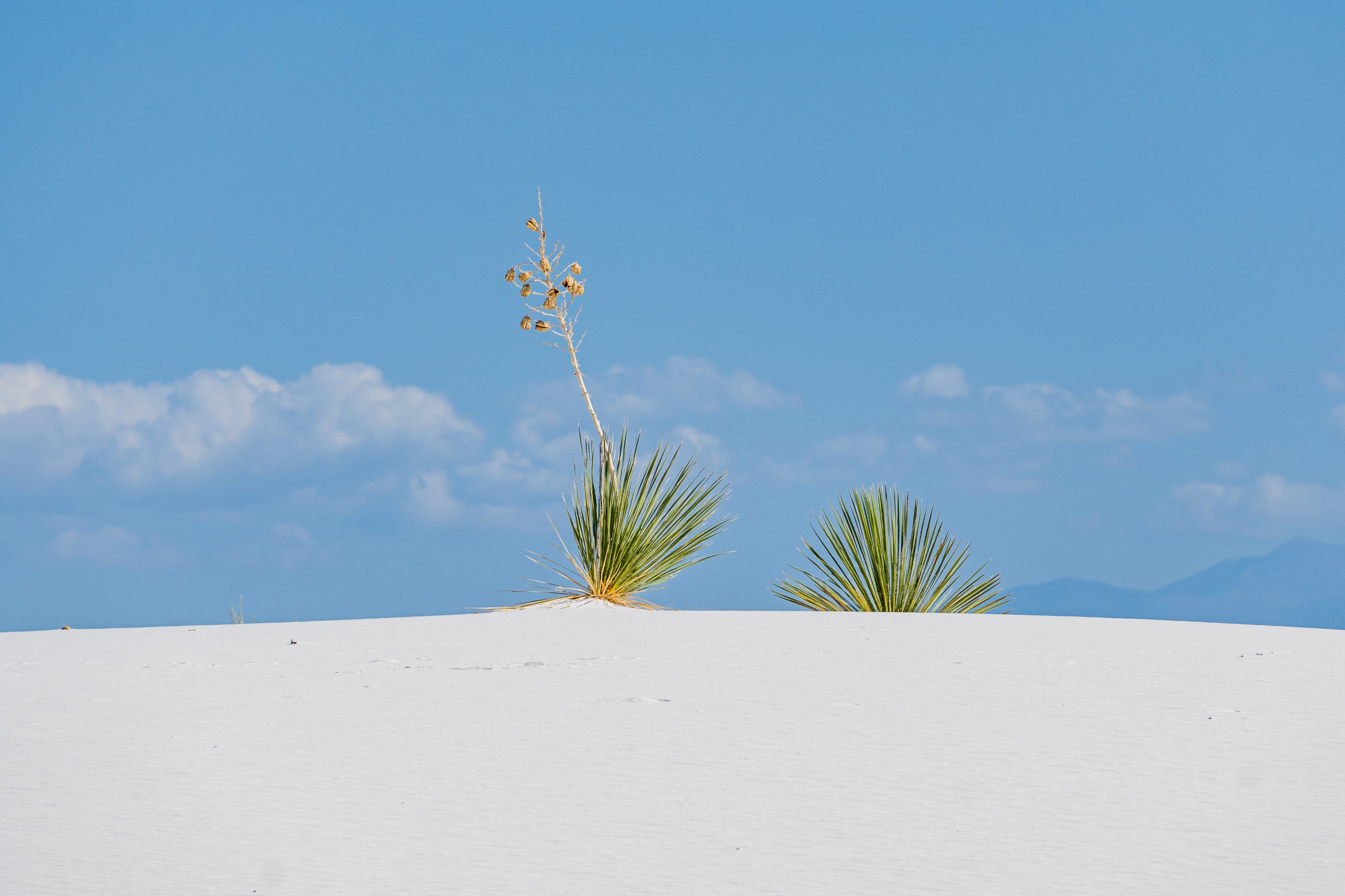 USA 2024 5 Sterne 64